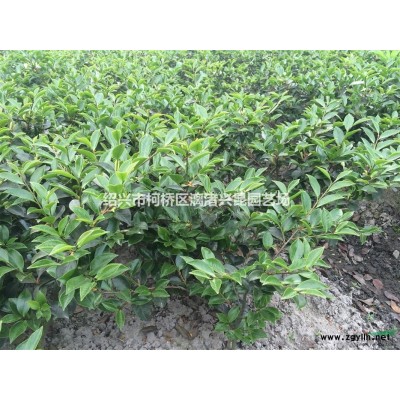 供应金边黄杨小毛球，海桐小毛球