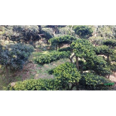 湖南金边黄杨*新报价/金边黄杨图片