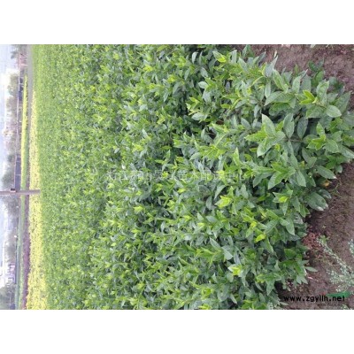金边黄杨基地，杭州金边黄杨，金边黄杨*低报价信息