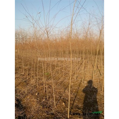 江苏金边黄杨/金边黄杨批发