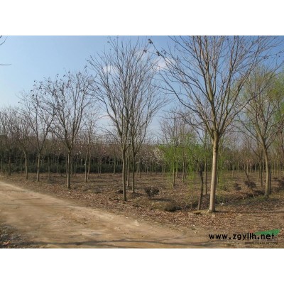 金边黄杨球2*新价格/金边黄杨球2报价