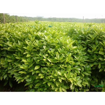 金边黄杨小苗