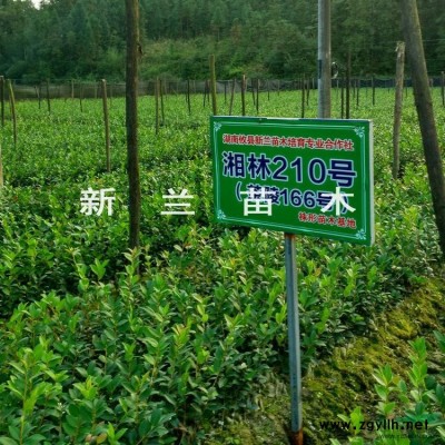 大小规格四年生油茶苗4基地