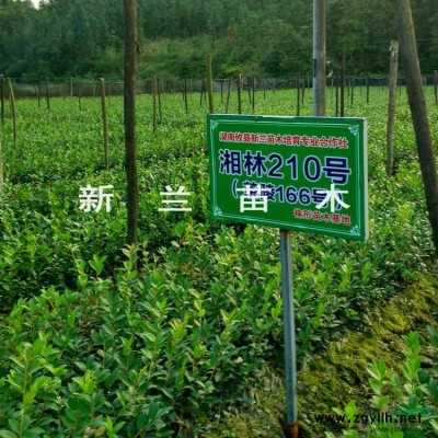 大小规格四年生油茶苗4基地