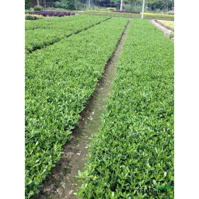 【供应大量】红叶石楠