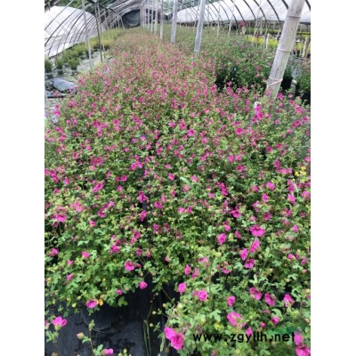 金边七里香川渝报价，金边黄杨川渝基地