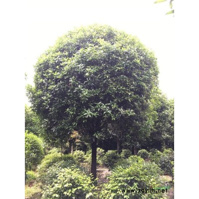 供应四川成都金边黄杨价格，金边黄杨基地批发