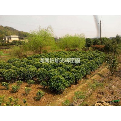 湖南绿化苗木,金边黄杨,黄杨工程小苗,绿化小苗,瓜子黄杨