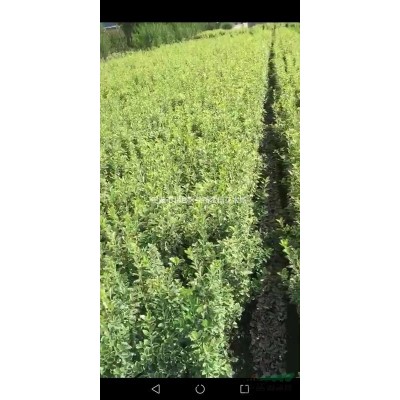 专业配送金边黄杨，大叶黄杨，红叶石楠，红花继木等绿化工程苗木