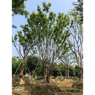 浙江长兴娜塔栎价格、娜塔栎图片、10-20公分精品娜塔栎