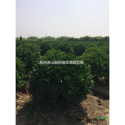 浙江金边黄杨 金边黄杨基地 金边黄杨价格