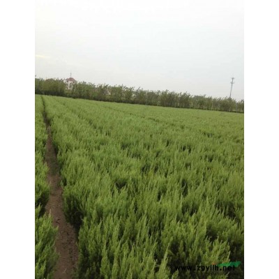 *供应金边黄杨色块苗