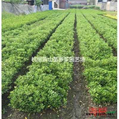 金边黄杨，浙江金边黄杨小苗价格，金边黄杨小毛球