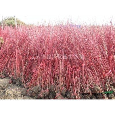 金边黄杨供应商、金边黄杨小苗、金边黄杨价格、