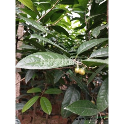 供应金花茶苗到3公分大苗图1