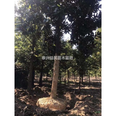 2019年江苏金边黄杨//金边黄杨球/金边黄球小苗新报价