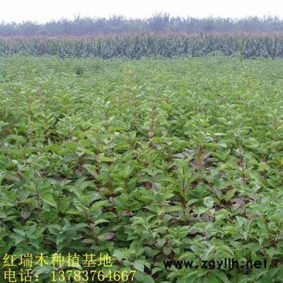 供应北海道黄杨，大叶黄杨，小叶黄杨，金边黄杨，豆瓣黄杨