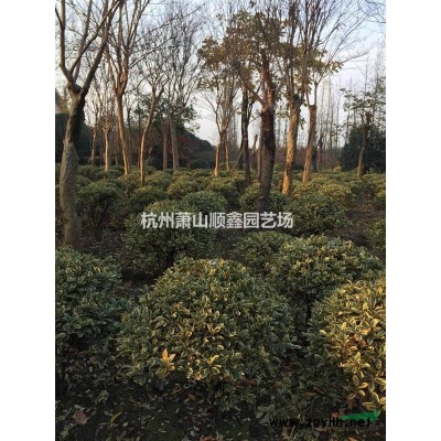 萧山供应大量金边黄杨球 有需要联系