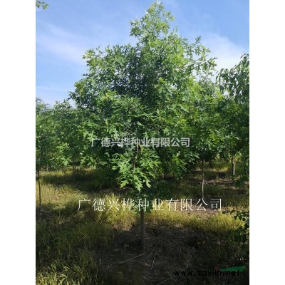 供应4-6公分娜塔栎