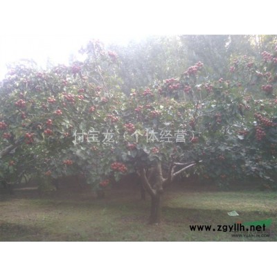 大量低价供应甜茶苗图3