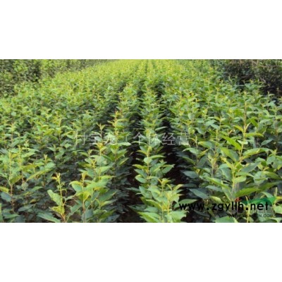 大量低价供应甜茶苗图2