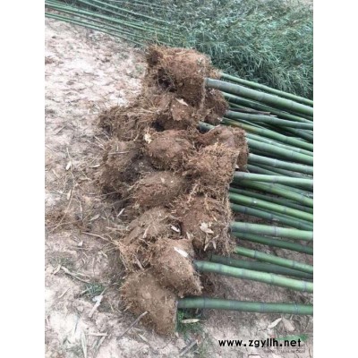 河南潢川狭叶十大功劳苗