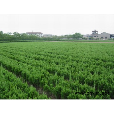 阔叶十大功劳、八仙花、金钟花图1