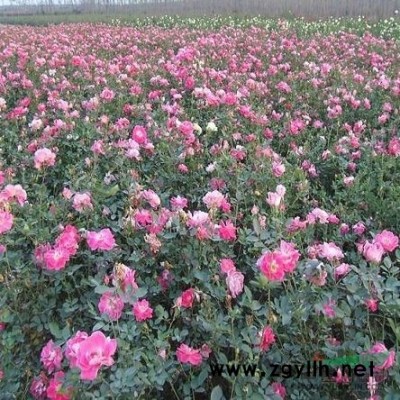 萧山金叶大花六道木H50-50，苗圃看货起苗,苗粗壮