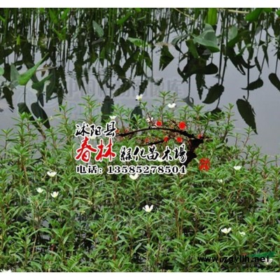 供应金叶大花六道木 金叶大花六道木苗 金叶大花六道木基地图2
