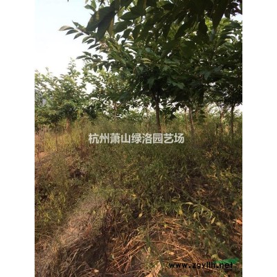 浙江省杭州市萧山区供应阔叶十大功劳