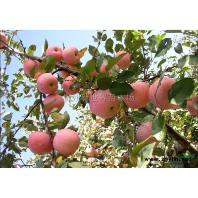 狭叶十大功劳供应/狭叶十大功劳图片