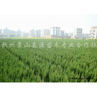 狭叶十大功劳图1