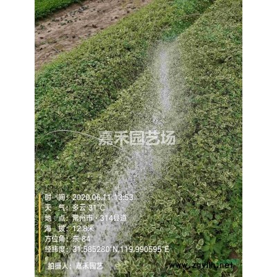 金叶大花六道木150盆4块/盆图3