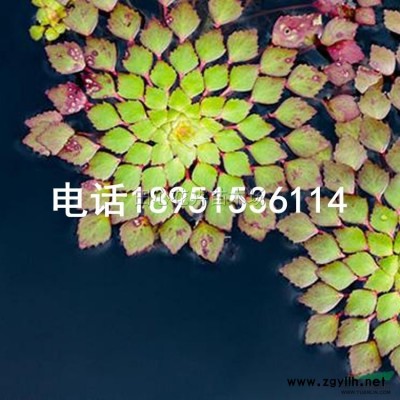 伞房决明价格图2