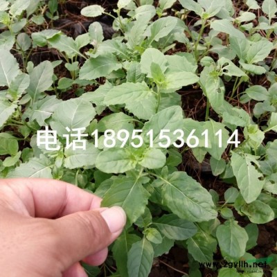 伞房决明价格图3