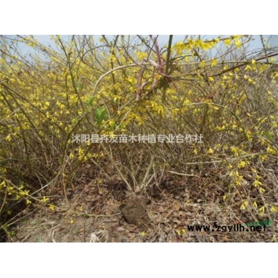 地中海荚迷小苗 基地直销 货源充足 欢迎实地考查