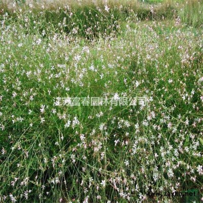 地中海荚蒾球花境植物 加仑盆苗 杯苗 袋苗 大桶苗 价格