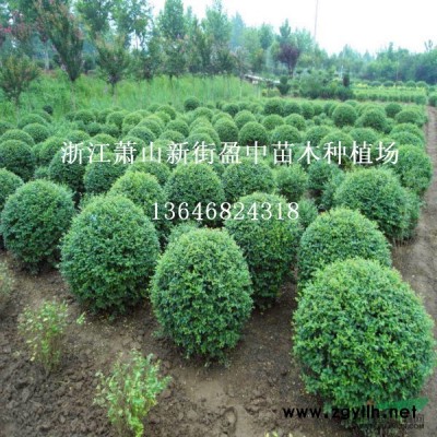 萧山色块苗-伞房决明-伞房决明价格-伞房决明图片图2