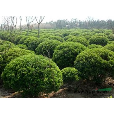 茶花 杜鹃 地中海荚迷 金边黄杨图3
