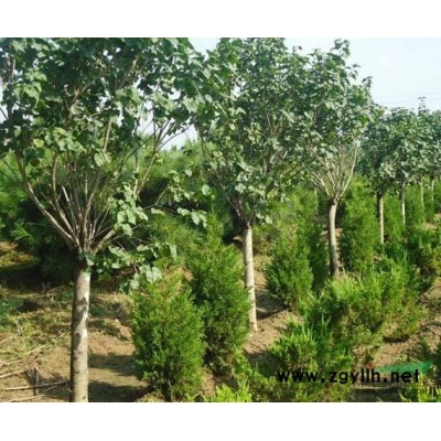 茶花 杜鹃 地中海荚迷 金边黄杨图2
