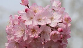 十年磨一剑 武汉园科院樱花资源收集和新品选育成果丰硕