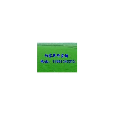 特价供应沙坪果岭草，绿化草坪，量大电话15961543375图2