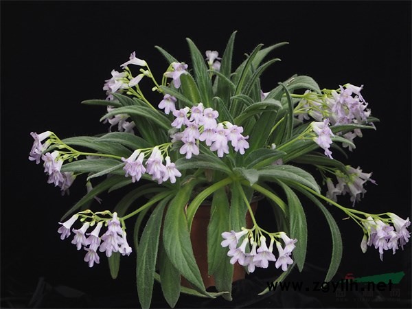 获得国际登录的报春苣苔新品种‘披星汉子’.jpg 获得国际登录的报春苣苔新品种‘披星汉子’.jpg