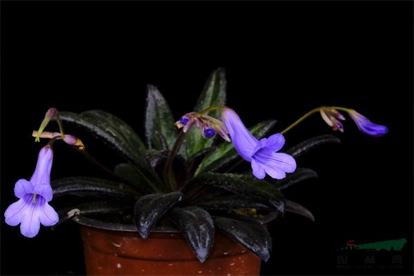 获得国际登录的报春苣苔新品种‘壮家汉子’.jpg 获得国际登录的报春苣苔新品种‘壮家汉子’.jpg