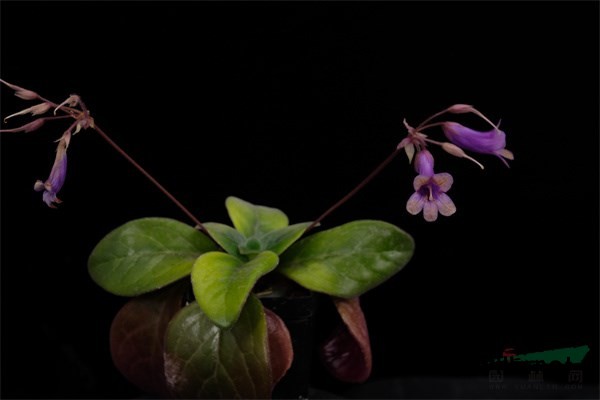 获得国际登录的报春苣苔新品种‘紫铜徽章’.jpg 获得国际登录的报春苣苔新品种‘紫铜徽章’.jpg