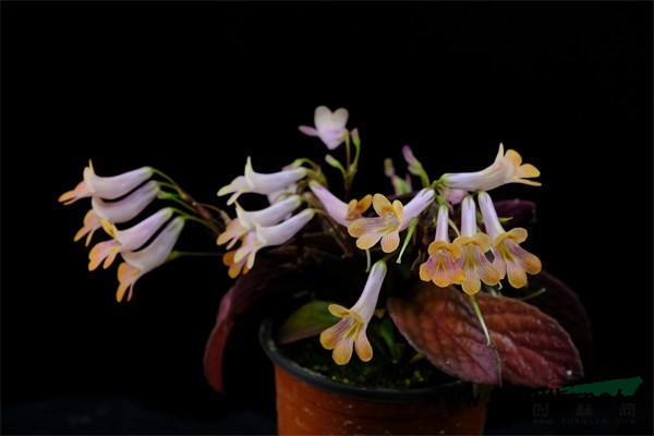 获得国际登录的报春苣苔新品种‘橙魔’.jpg 获得国际登录的报春苣苔新品种‘橙魔’.jpg