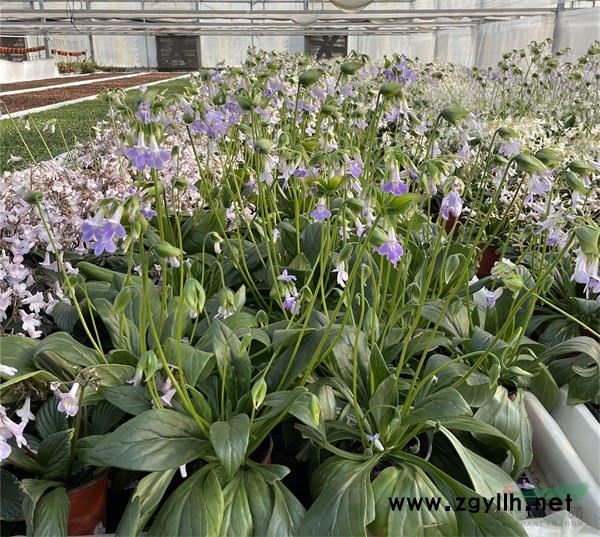 报春苣苔新品种规模化生产现场.jpg 报春苣苔新品种规模化生产现场.jpg