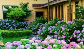 西安举办绣球花品种展示活动