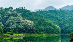 广东发布林业产业发展“十四五”规划