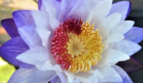 澳洲睡莲新品突破花期短瓶颈 切花产品为花市花艺赋能添彩
